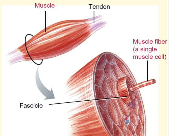 <p>-many fibers into 1 fascicle</p>