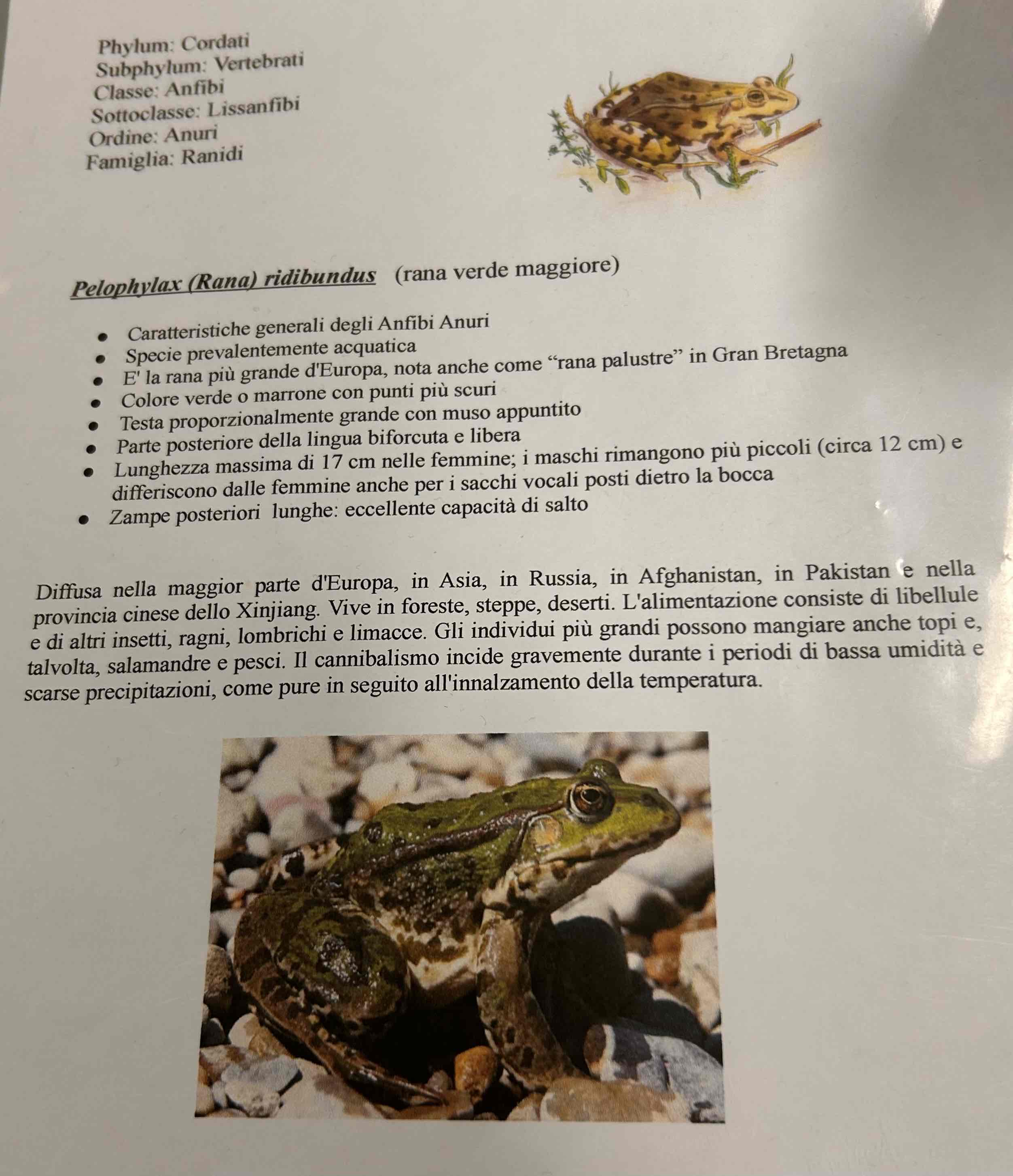 <p>Cordati</p><p style="text-align: start">Vertebrati</p><p style="text-align: start">Gnatostomi</p><p style="text-align: start">Tetrapodi</p><p style="text-align: start">Anfibi</p><p style="text-align: start">Anuri</p><p style="text-align: start">Pelophylax (rana) ridibundus [rana verde maggiore]</p>