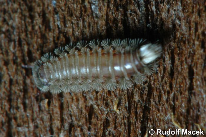 <p>Kmeň Arthropoda → Mandibulata → Podkmeň Myriapoda → Trieda Diplopoda</p>