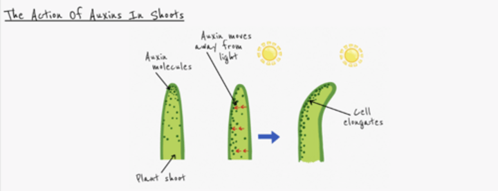 <p>- Auxins concentrate on the side furthest from the light<br>- Causes cell elongation<br>- Stem bends towards light</p>