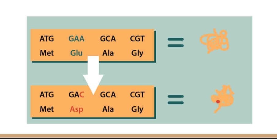 <p>This substitution results in what type of mutation</p><p></p><p></p>