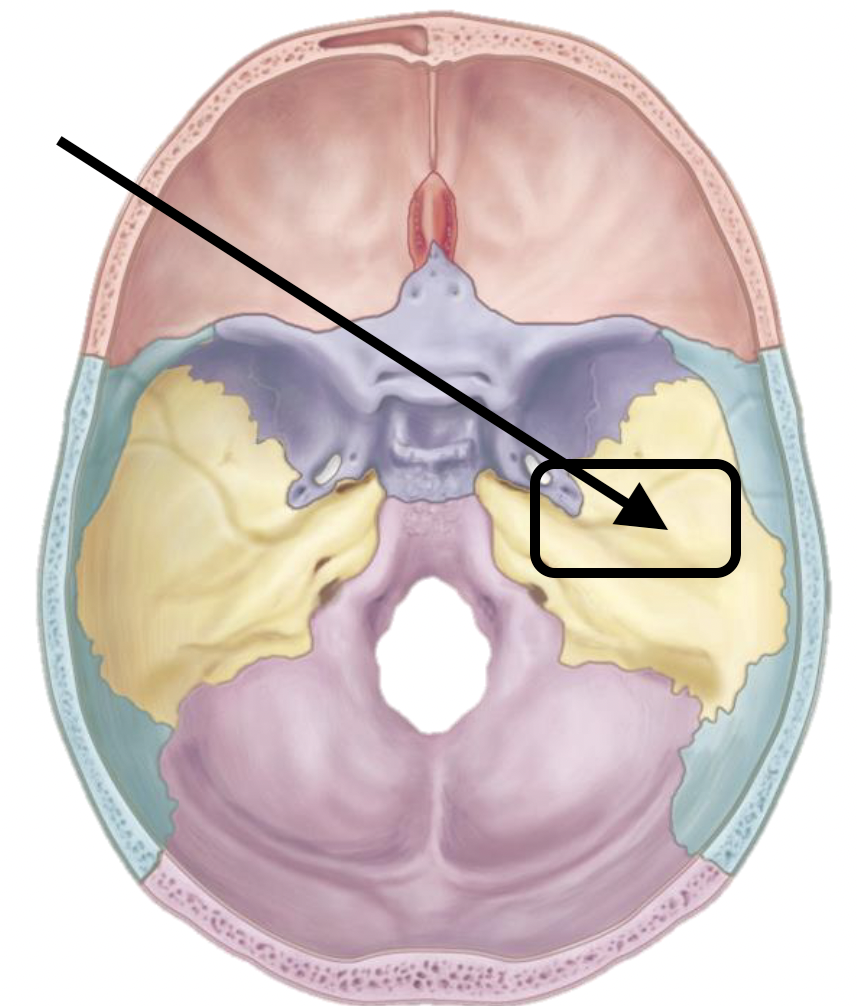 <p>Name the bone marking</p>