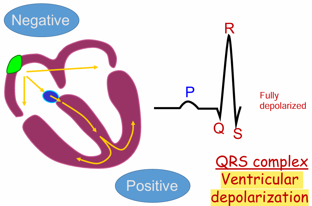 <p>Full ventricular depolarization</p>