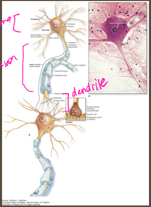 <p><strong>Neurons</strong></p><p>-Make up functional units of the CNS and PNS&nbsp;</p><p>-Components:&nbsp;</p><ul><li><p>____ → cell body</p></li><li><p>Axon → carries action potentials _______ from the soma&nbsp;</p></li><li><p>Dendrites → receive _________ from other neurons&nbsp;</p></li></ul><p>-Classification → __________ (MC), bipolar, unipolar, or anaxonic&nbsp;</p><p></p>