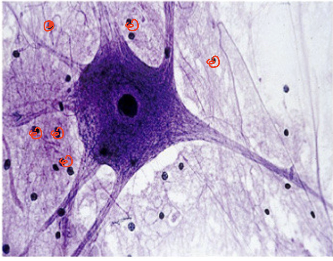 <p>Neuroglia</p>