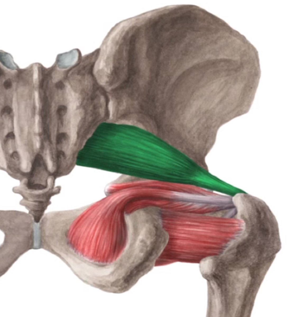 <p>This muscle of the deep hip rotators lies close to the sciatic nerve</p>