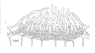 <p>conidioma asexual</p>