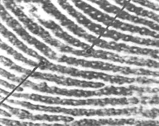 <p>when ridge splits in two</p>