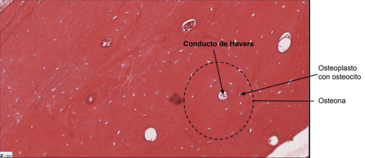 <p>Hueso compacto </p>