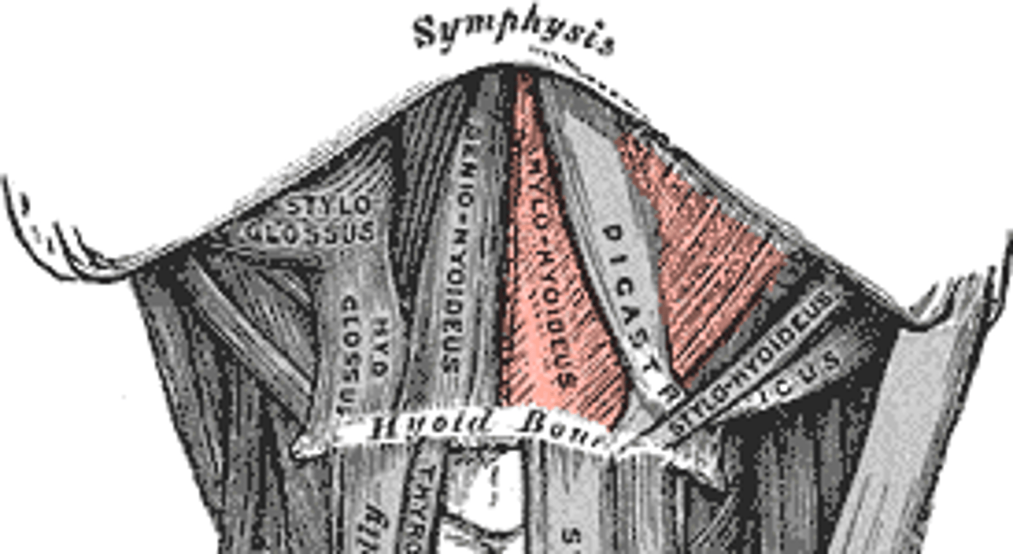 <p>deep to digastric muscle; floor of the anterior mouth</p><p>o: medial surface of mandible</p><p>i: hyoid bone</p><p>a: ELEVATES HYOID BONE AND FLOOR OF MOUTH</p>