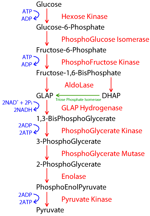 <p>Main metabolic pathway of RBCs that undergo anaerobic glycolysis to produce ATP</p>