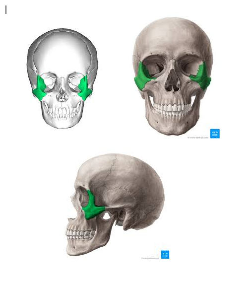<p><strong>CHEEKBONES </strong></p>