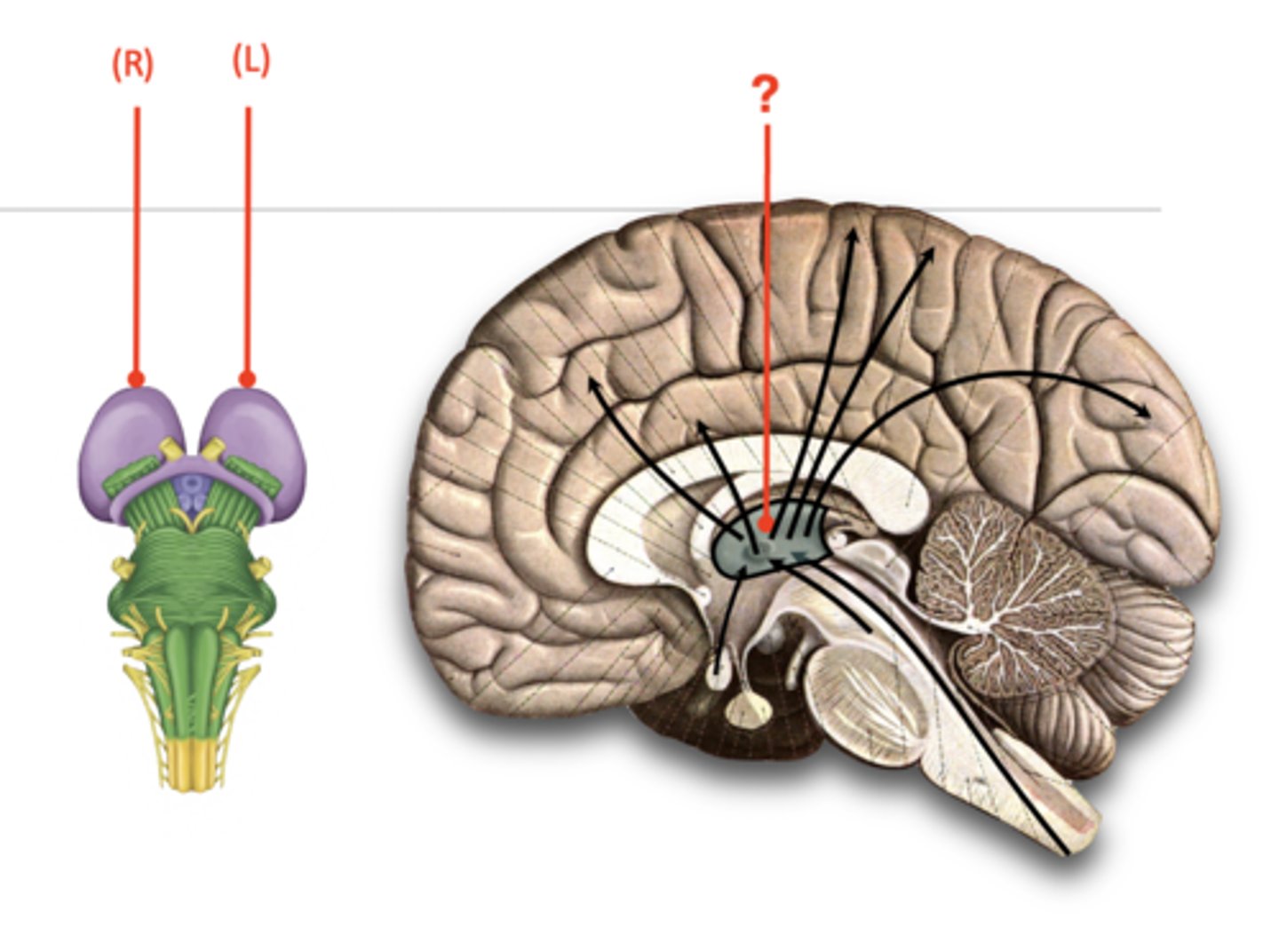 <p>The brain's sensory relay center, located on top of the brainstem; directs messages to the sensory receiving areas in the cortex and transmits replies to the cerebellum and medulla.</p><p>It is one of three portions of the diencephalon.</p><p>Has left and right egg-shaped parts</p><p>Has nuclei that receive information from the spinal cord, brainstem, and eyes</p><p>Is relay center for all sensations except for olfaction (i.e. smell)</p><p>Receives, sorts, and relays sensory information to the appropriate area of the cortex capable of interpreting the sensation</p>
