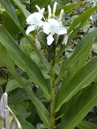 <p>Butterfly Ginger</p>