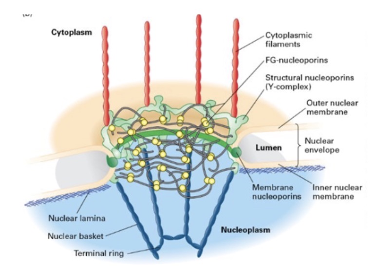 <ul><li><p>membrane nucleoporins (curved regions)</p></li><li><p>structural nucleoporins (Y-complex)</p></li></ul>