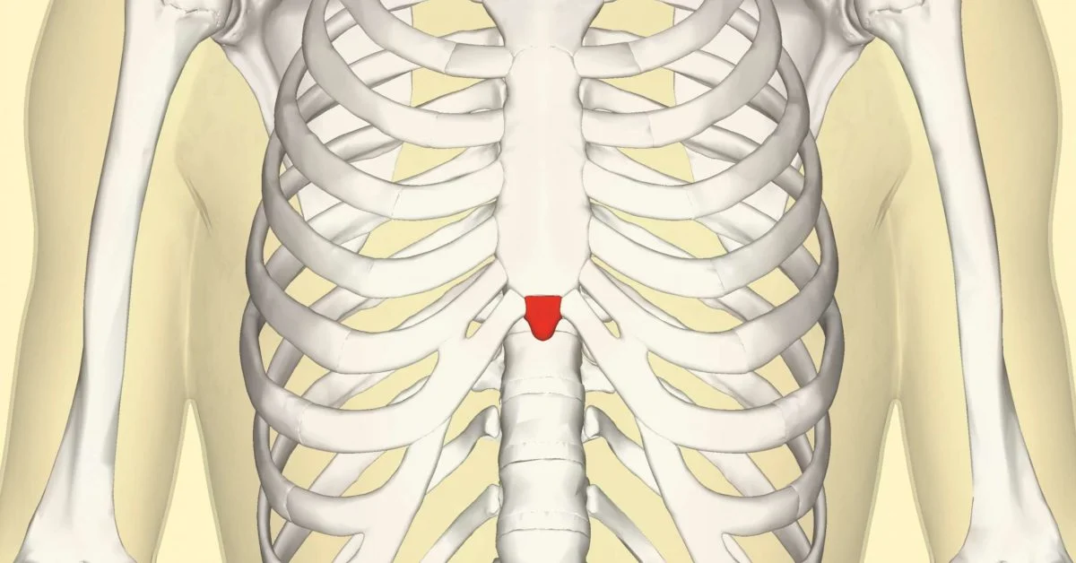 <p>Name of Bone:</p>