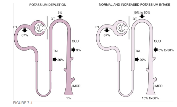 <p>K+ Excretion:</p><ul><li><p><span><span>K+ depletion (~0%- 2%)</span></span></p></li><li><p><span><span>Normal K+ intake (15-80%)</span></span></p></li><li><p><span><span>Increased K+ intake (up to 150% of filtered load)</span></span></p></li></ul><div data-type="horizontalRule"><hr></div><p>K+ Secretion:</p><ul><li><p>DT/ Cortical CD: Principle Cells</p></li></ul><p></p>