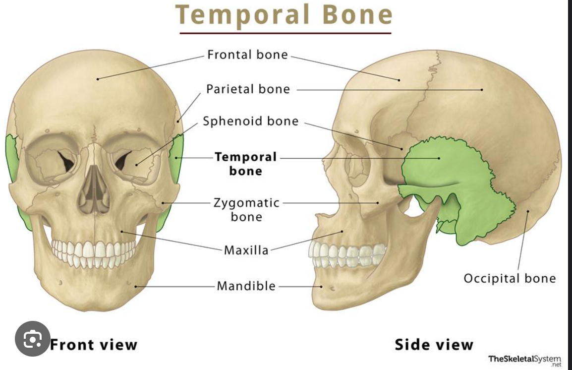 the sides and base of the cranium 