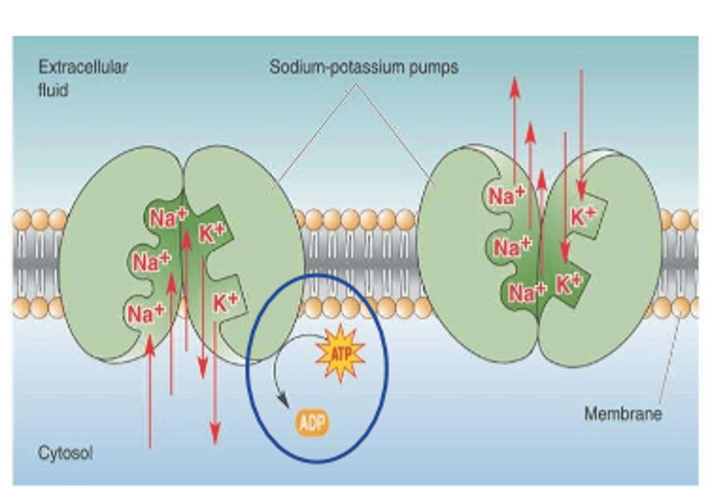<p>ATP</p>