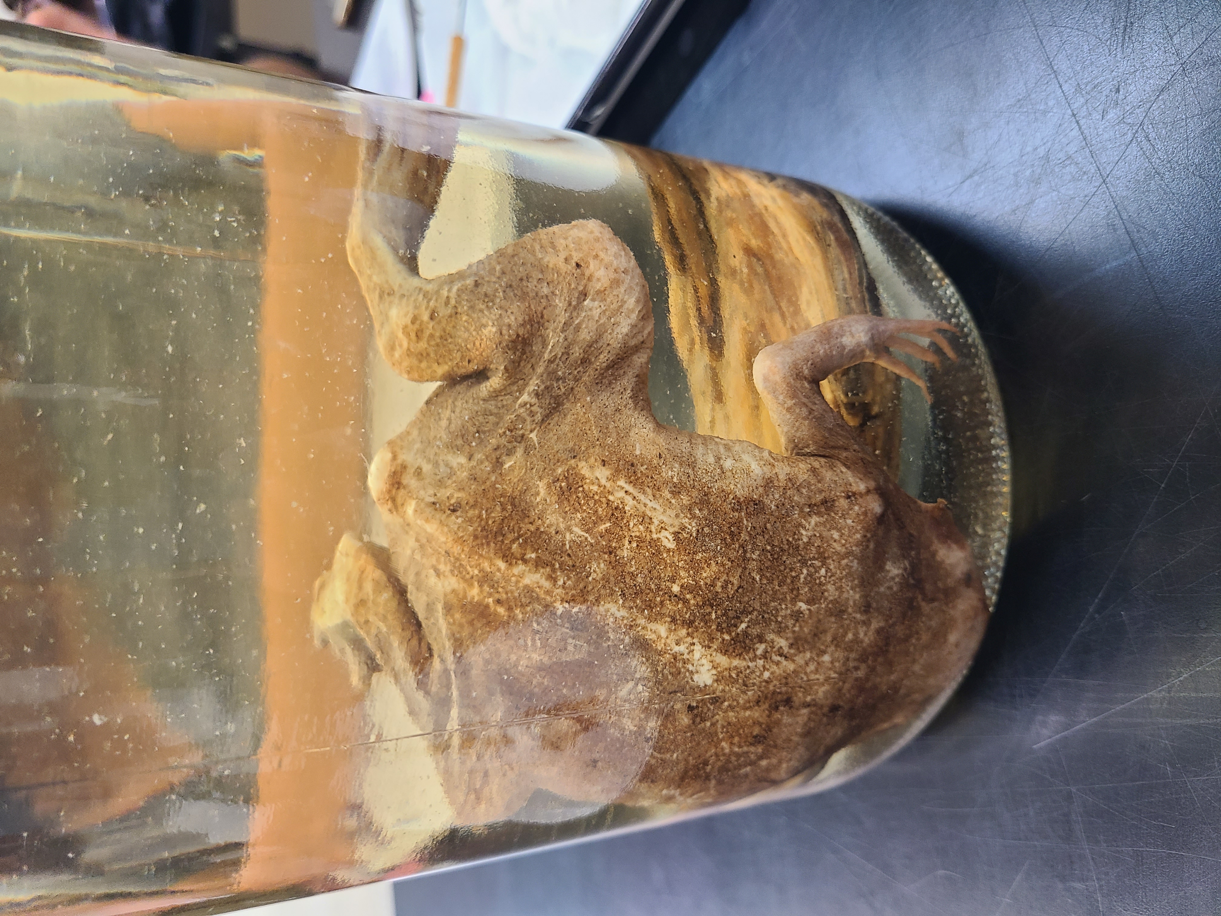 <p>Scientific name and distinguishing feature</p>