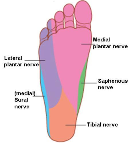 cutaneous innervation of sole