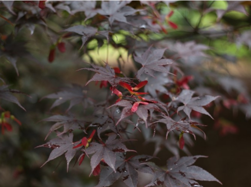 <p>Acer palmatum</p>