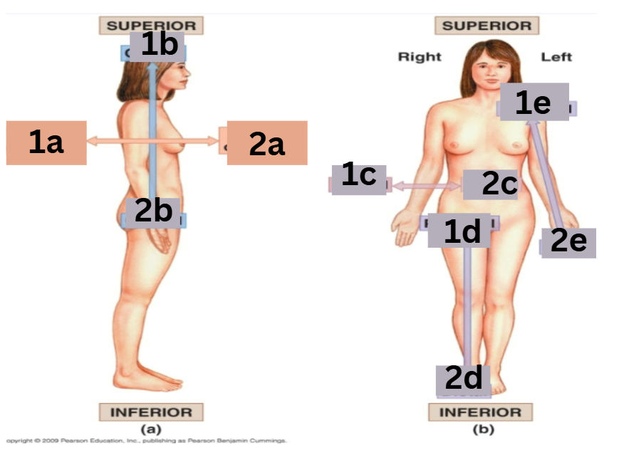 <p>which arrows represent the proximal and distal directions</p>