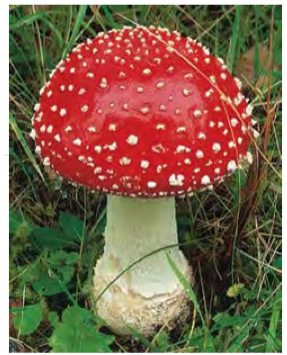 <p>liver/kidneys</p><p>dogs&gt;cats</p>