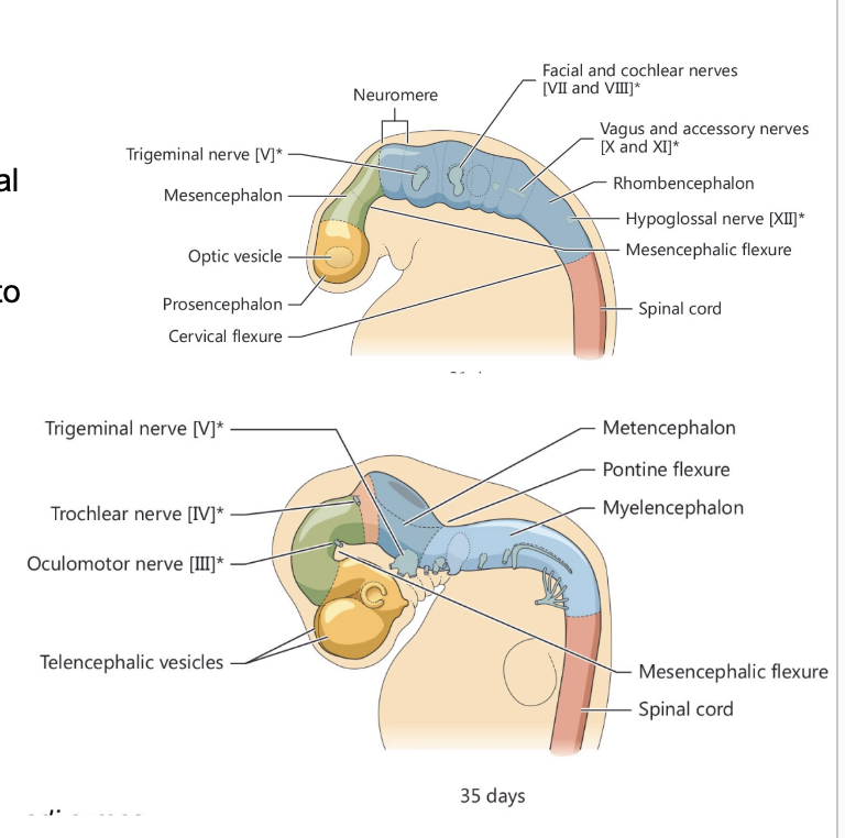 <ul><li><p><span>3.5 mm swellings in the rhombencephalon, marking how it is divided into 2 sub territories which will originate from the 5th to 12th cranial nerve</span></p><ul><li><p><span>Motor &amp; sensory nerves from the 5th to 12th cranial nerve are placed in rhombencephalon&nbsp;</span></p></li><li><p><span>Each of these subsegments of the rhombencephalon harbor the nuclei of the cranial nerves of 5th → 12th cranial nerve&nbsp;</span></p></li><li><p><span>4th &amp; 3rd are related to mesencephalon</span></p></li><li><p><span>First 2 cranial nerves (olfactory from prosencephalon, while optic nerve originates from the diencephalic portion of the prosencephalon)&nbsp;</span></p></li></ul></li></ul>