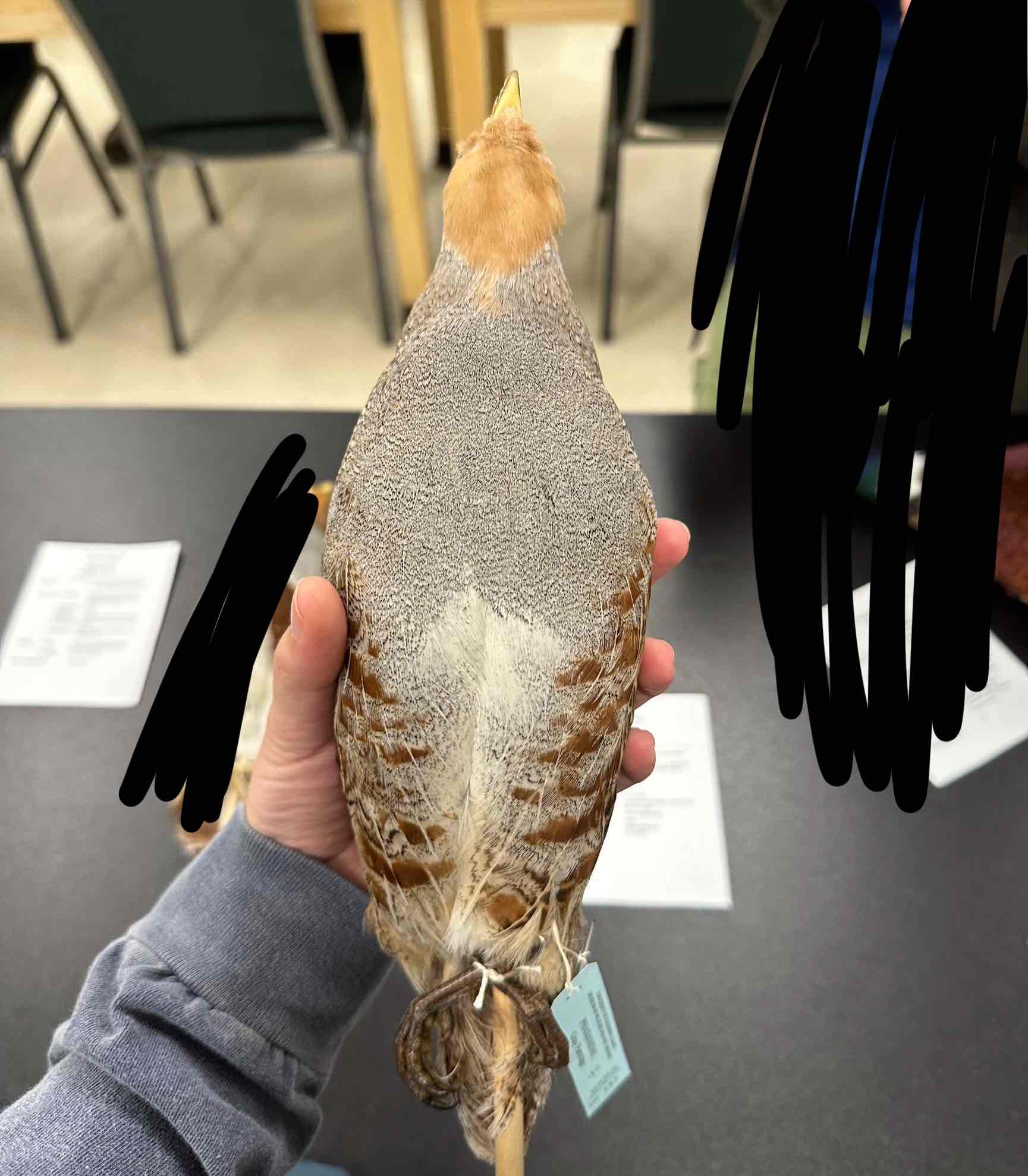 <p>genus &amp; common name</p>