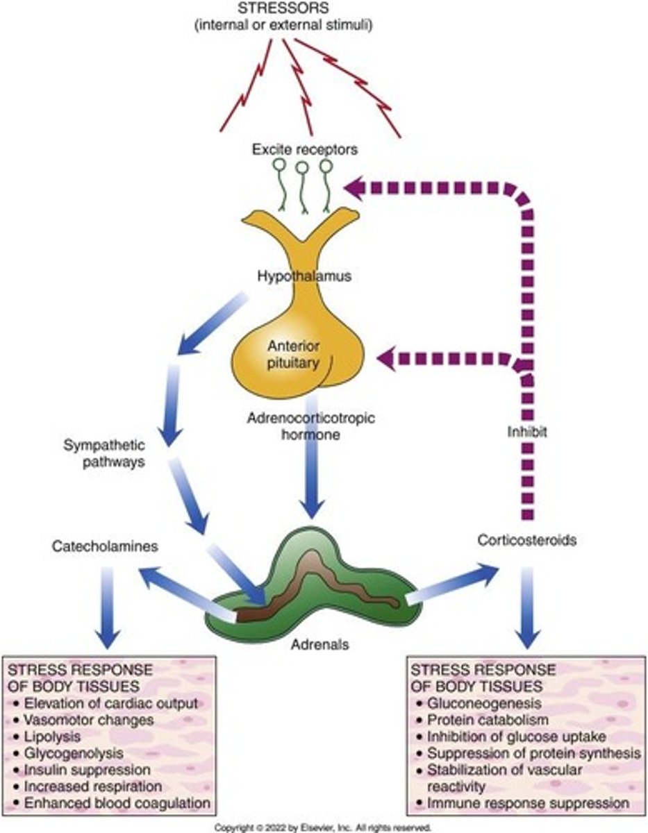 <p>Fight-or-flight response as the result of stressful stimulus; involves the hypothalamic-pituitary-adrenal (HPA) axis.</p>