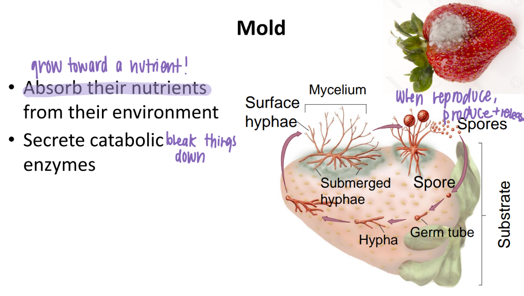 <p>secrete CATABOLIC ENZYMES to absorb nutrients from their environment</p>