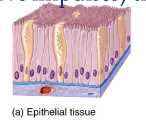 <p>Epithelial Tissue</p>