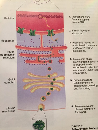 1. DNA in nucleus, focus on specific gene
2. This gene is TRANSCRIBED into RNA
3. mRNA pops out of nucleus via nuclear pore
4. Ribosome clamps on, then reads it in 3 letter words, and pops out amino acid primary structure of protein (eg, TRANSLATION)

(4b. This ribosome could be a free floating one, and the protien would be all done now, and float in the cytoplasm)

5. Otherwise, it'd be a bound ribosome on the ER. At which point, it would release the protein into the ER where it is modified. 
6. The protein then goes to the golgi via transport vesicle (pouch made of ER membrane)
7. Vesicle gets "pulled" by motor protiens along cytoskeleton
8. vesicle fuses with golgi membrane, releases protein
9. Golgi modifies and packages protien in another vesicle
10. motor protiens take to another organelle, the cell membrane, or out of the cell
11. If it exits the cell, vesicle fuses to membrane and releases protein via exocytosis