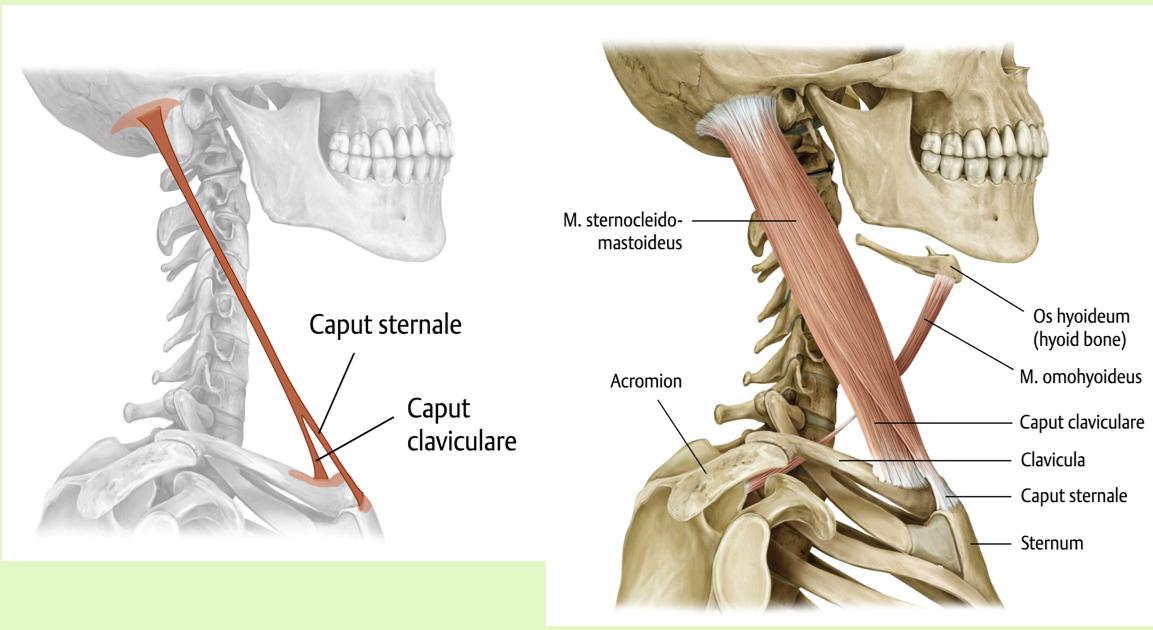 <p><span><span>Origo:<br></span></span><span data-name="black_small_square" data-type="emoji">▪</span><span><span> caput sternale: manubrium sterni<br></span></span><span data-name="black_small_square" data-type="emoji">▪</span><span><span> caput claviculare: mediale derde deel van<br>de clavicula</span></span></p><p><span><span><br></span></span><span data-name="black_small_square" data-type="emoji">▪</span><span><span> Insertie:<br></span></span><span data-name="black_small_square" data-type="emoji">▪</span><span><span> Processus mastoideus en laterale deel<br>linea nuchalis superior</span></span></p><p><span><span><br></span></span><span data-name="black_small_square" data-type="emoji">▪</span><span><span> Functie:<br></span></span><span data-name="black_small_square" data-type="emoji">▪</span><span><span> Eenzijdige contractie: homolaterale<br>lateroflexie, heterolaterale rotatie<br></span></span><span data-name="black_small_square" data-type="emoji">▪</span><span><span> Billaterale contractie: Extensie hoofd +<br>flexie van caudaal gedeelte wervelkolom<br></span></span><span data-name="black_small_square" data-type="emoji">▪</span><span><span> Geïnverseerde functie:<br>hulpademhalingsspier</span></span></p><p><span><span><br></span></span><span data-name="black_small_square" data-type="emoji">▪</span><span><span> Innervatie:<br></span></span><span data-name="black_small_square" data-type="emoji">▪</span><span><span> N. Accessorius (XIe hersenzenuw) en<br>directe takken uit plexus cervicalis (C1-C2)</span></span></p><p><br></p>