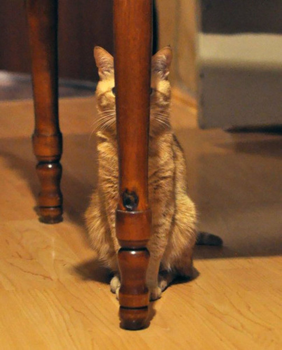 <p>back, behind</p>