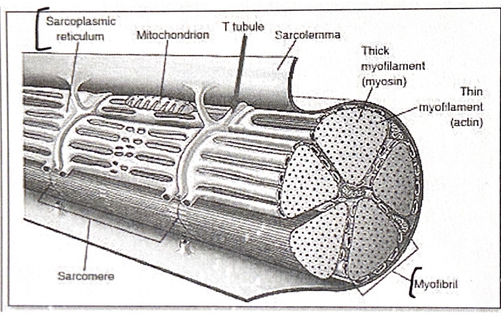 Cell membrane = sarcolemma. Folds inwards to create T-tubules.

Internal membranes = sarcoplasmic reticulum. Stores + releases CA^2+ for transmission.

Many mitochondria

Consists of many myofibrils (long, cylindrical organelles). Myofibrils hold 2 myofilaments; Actin and Myosin. 