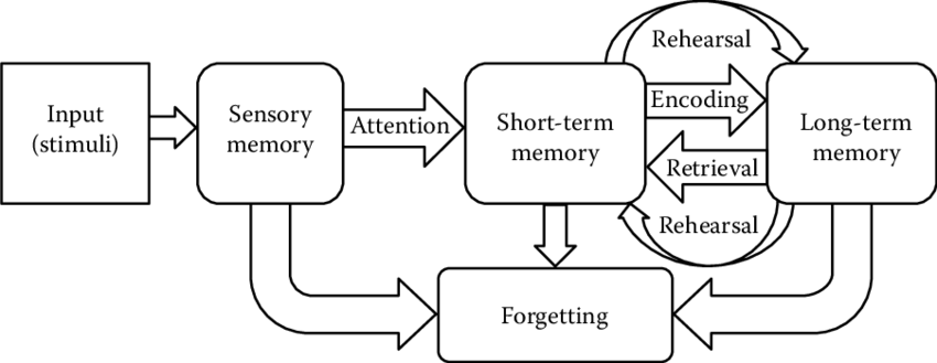 <p>Atkinson and Shiffrin- Multi store model of memory</p>