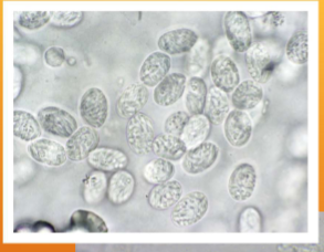 <p>Where in the host does Klossiella equi live?</p>