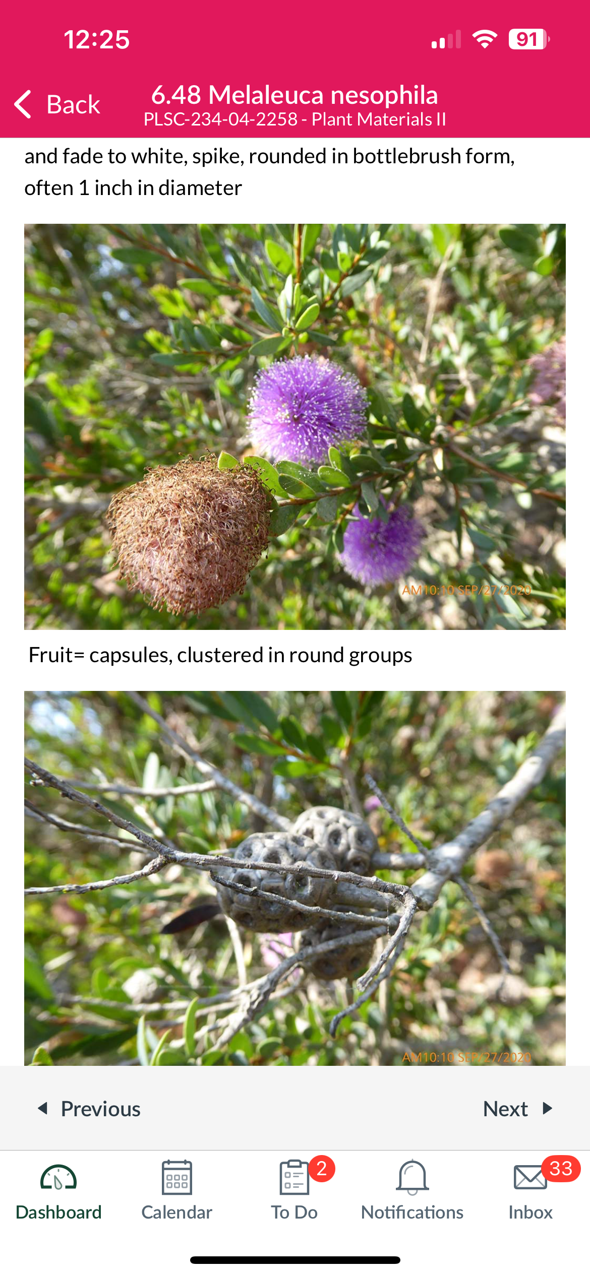 <p>Pink melaleuca</p>