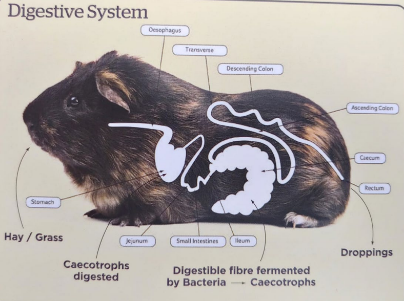 <p>Guinea Pig Anatomy - Features?</p>