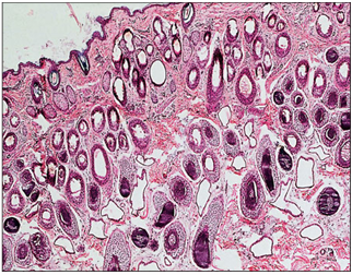 <p>name of histologic slide:</p><p>Specie:</p><p>Stain used:</p>