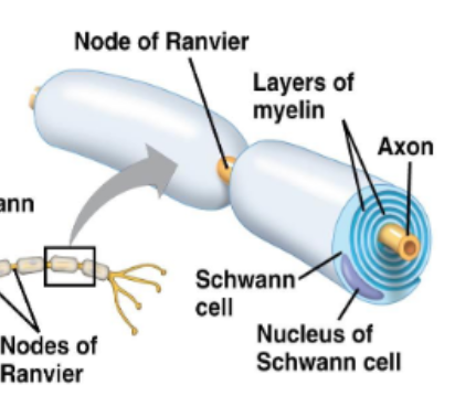 <p>Nodes of Ranvier</p>