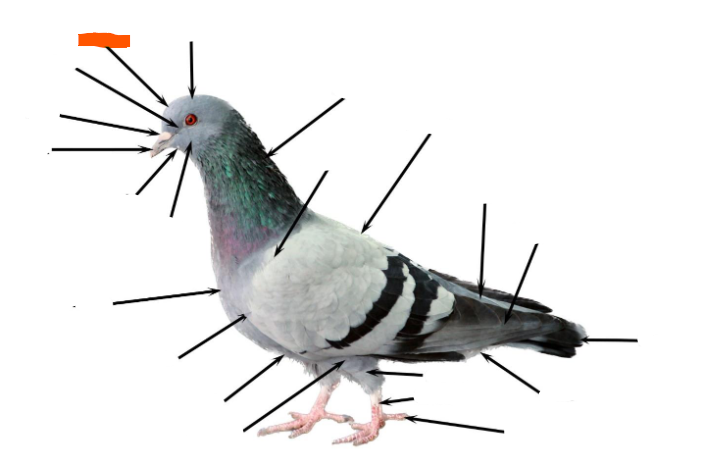 term image