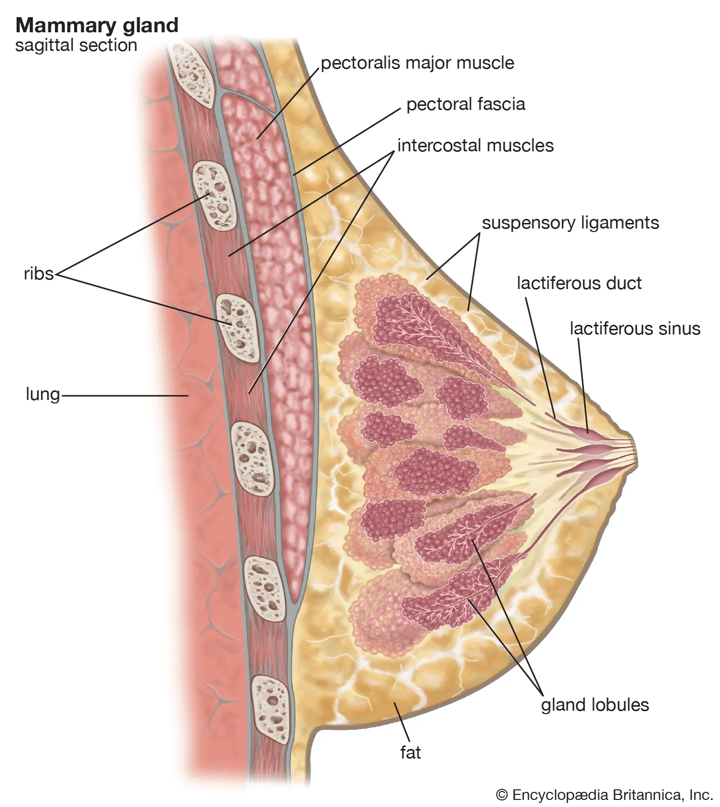 <p>Mammary</p>