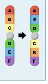 <p>Occurs when a chromosome breaks and, during the repair process, the segment flips and reconnects. Makes it unlikely that homologous chromosomes can cross over at any locus along the inversion. The inability to cross over means that the genes are tightly linked and form a sugergene (sex chromosomes are super genes)</p>