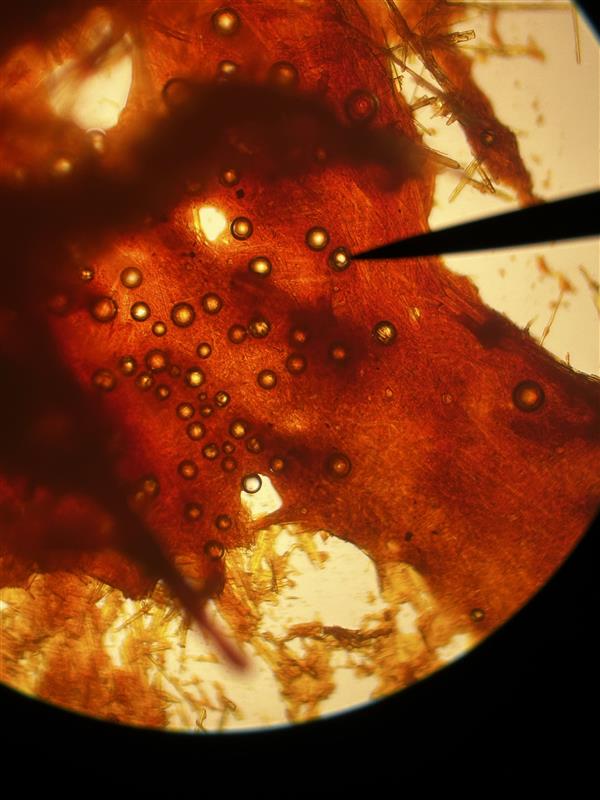 <p>Identify name and describe the osazone.</p>