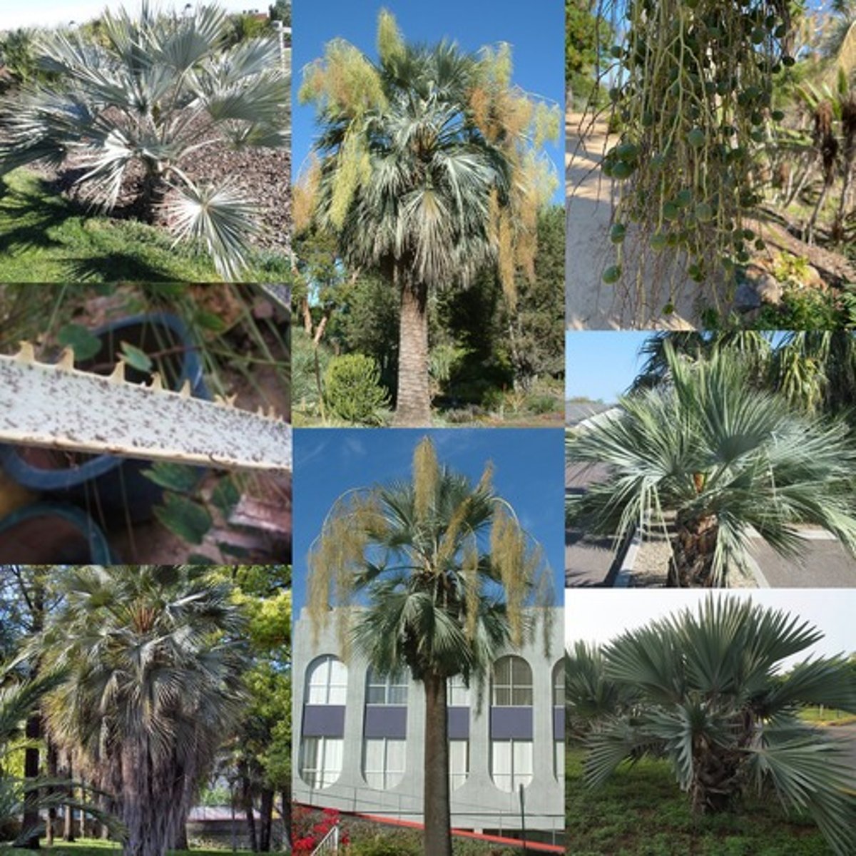 <p>Mexican Blue Palm</p>