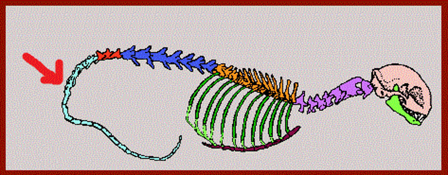 <p>Vertebrae forming the tail (3-50, variable among mammals)</p>