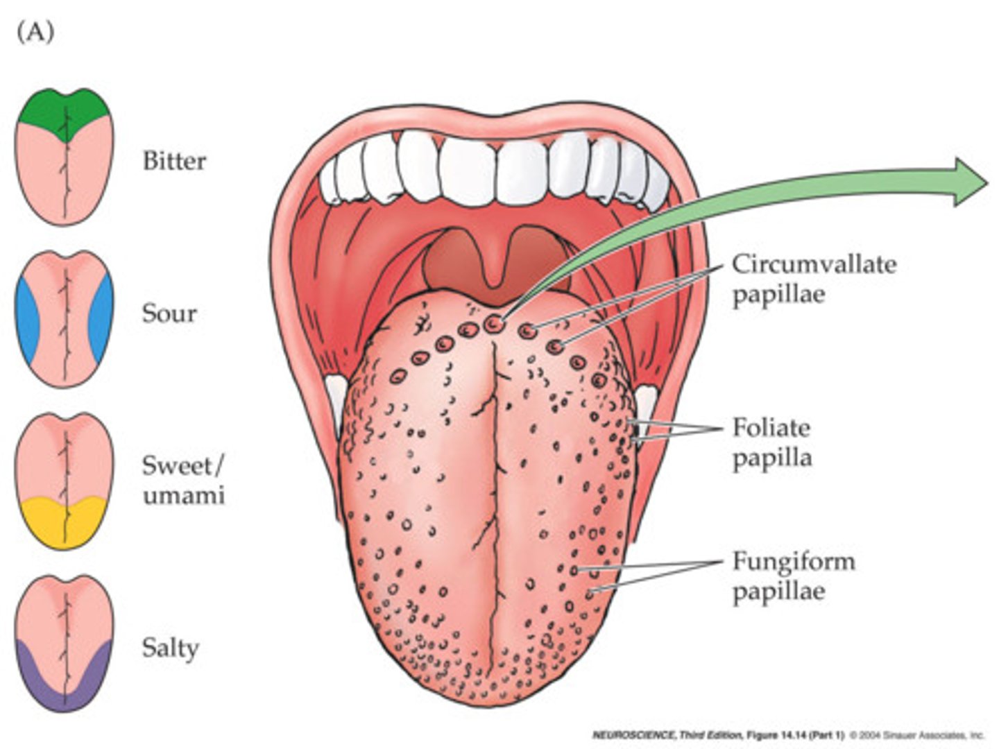 <p>grouping of taste receptor cells with hair-like extensions that protrude into the central pore of the taste bud</p>